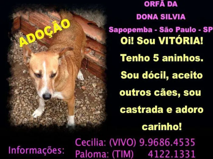 Cachorro ra a SRD idade 5 anos nome VITORIA