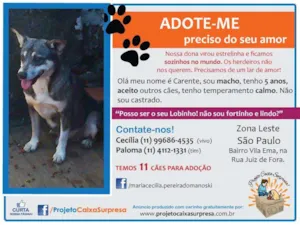 Cachorro raça SRD idade 5 anos nome CARENTE