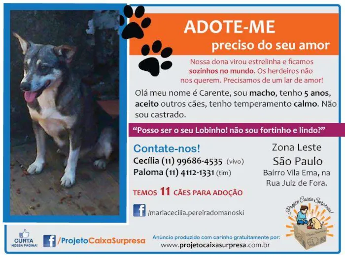 Cachorro ra a SRD idade 5 anos nome CARENTE