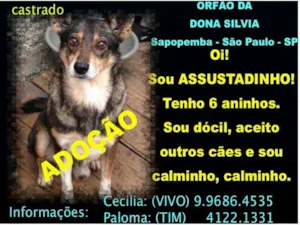 Cachorro raça SRD idade 6 ou mais anos nome ASSUSTADINHO