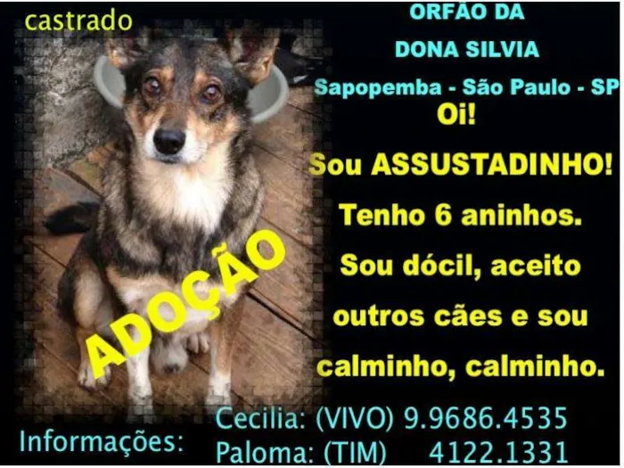 Cachorro ra a SRD idade 6 ou mais anos nome ASSUSTADINHO