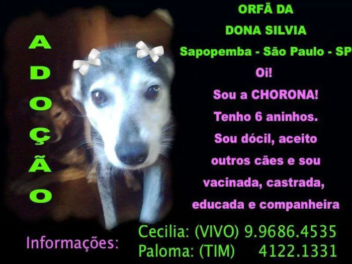 Cachorro ra a SRD idade 6 ou mais anos nome CHORONA