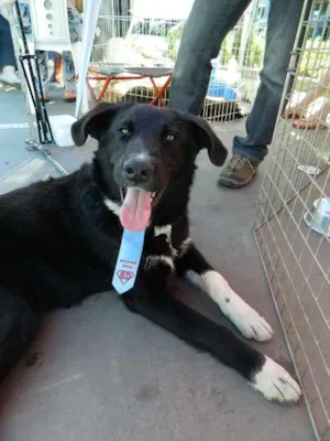 Cachorro raça SRD idade 1 ano nome THAI