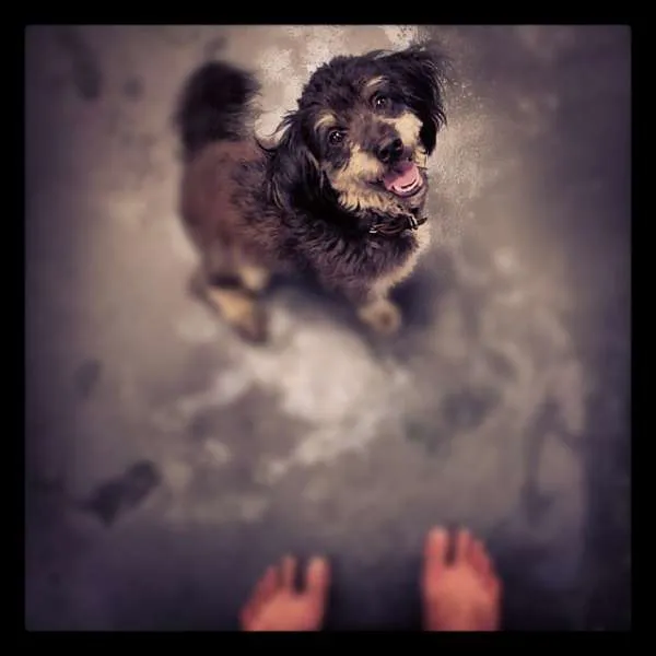 Cachorro ra a Vira-lata com Poodle idade 2 anos nome Pit
