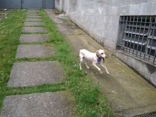 Cachorro raça Poodle idade 7 a 11 meses nome Giovana