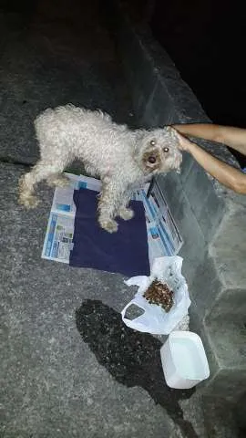 Cachorro raça Poodle idade 7 a 11 meses nome Giovana