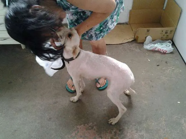 Cachorro raça Poodle idade 7 a 11 meses nome Giovana