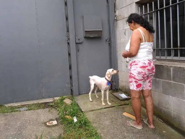 Cachorro raça Poodle idade 7 a 11 meses nome Giovana