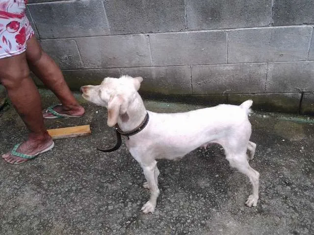 Cachorro raça Poodle idade 7 a 11 meses nome Giovana