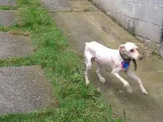 Cachorro raça Poodle idade 7 a 11 meses nome Giovana