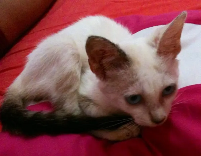 Gato ra a SRD idade Abaixo de 2 meses nome Felizardo