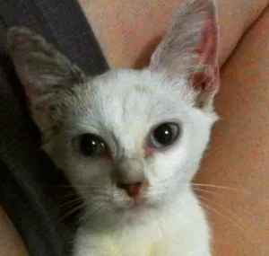 Gato raça SRD idade Abaixo de 2 meses nome Felizardo
