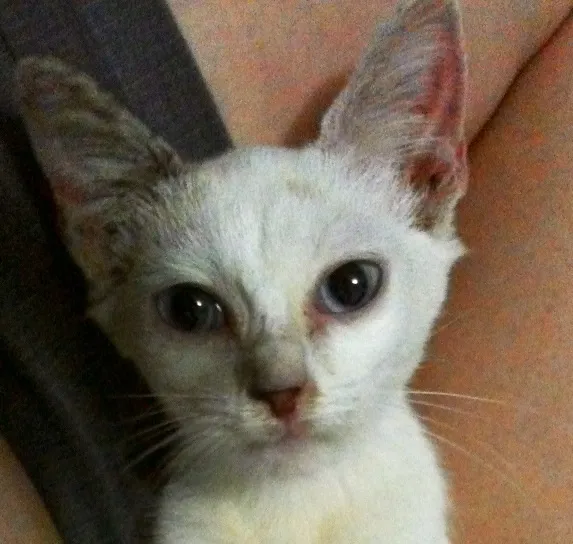 Gato ra a SRD idade Abaixo de 2 meses nome Felizardo