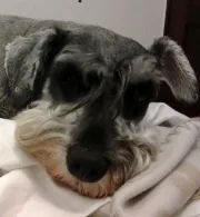 Cachorro raça Shnauzer idade 3 anos nome Tuti GRATIFICA