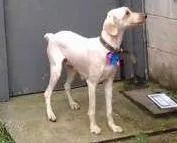 Cachorro raça Poodle idade 7 a 11 meses nome Giovana