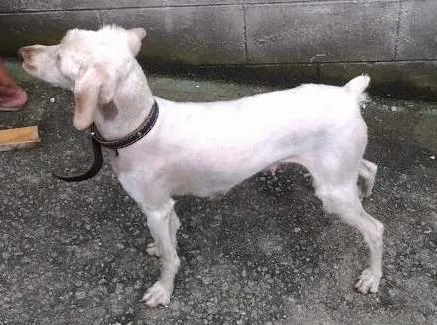 Cachorro raça Poodle idade 7 a 11 meses nome Giovana