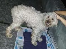 Cachorro raça Poodle idade 7 a 11 meses nome Giovana