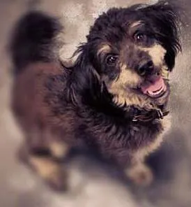 Cachorro ra a Vira-lata com Poodle idade 2 anos nome Pit