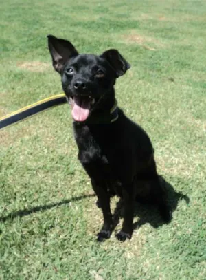 Cachorro raça Pinscher - mestiço idade 1 ano nome Halle Berry