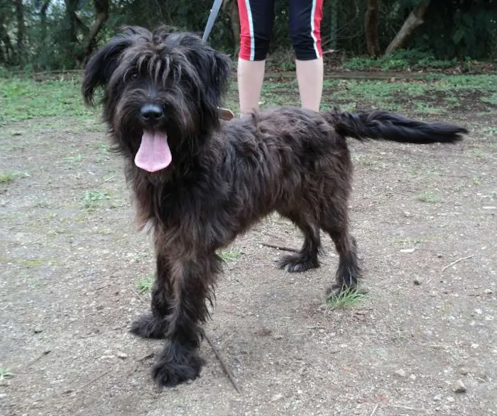 Cachorro ra a SRD idade 2 anos nome Georgete