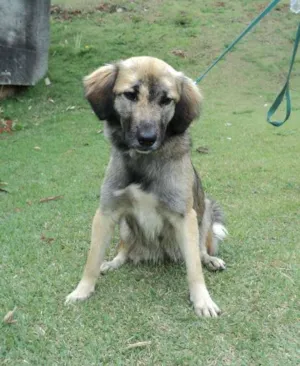 Cachorro raça srd idade 2 anos nome Zara