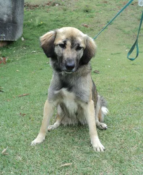 Cachorro ra a srd idade 2 anos nome Zara