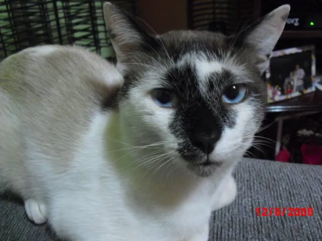 Gato ra a Siamês idade 2 anos nome Casquinho