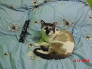 Gato raça Siamês idade 2 anos nome Casquinho