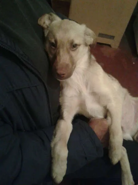 Cachorro ra a SRD idade 2 a 6 meses nome Bingo!