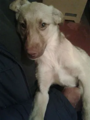 Cachorro raça SRD idade 2 a 6 meses nome Bingo!