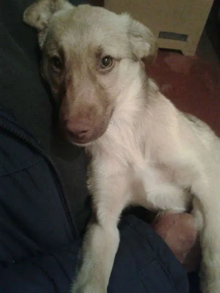 Cachorro ra a SRD idade 2 a 6 meses nome Bingo!