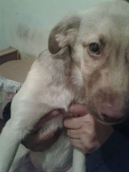 Cachorro ra a SRD idade 2 a 6 meses nome Bingo!
