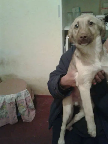 Cachorro ra a SRD idade 2 a 6 meses nome Bingo!