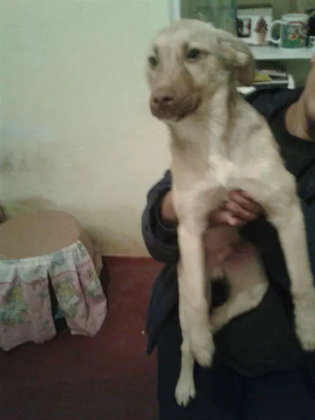Cachorro ra a SRD idade 2 a 6 meses nome Bingo!
