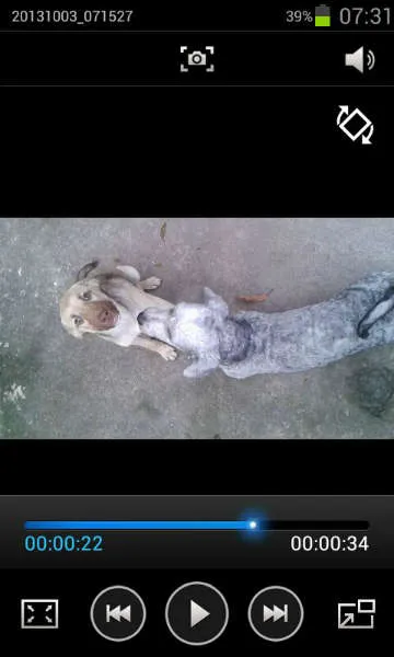 Cachorro ra a SRD idade 2 a 6 meses nome Bingo!