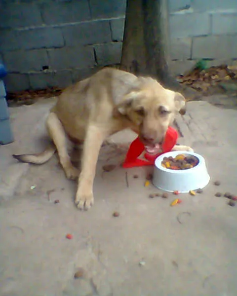 Cachorro ra a SRD idade 2 a 6 meses nome Bingo!