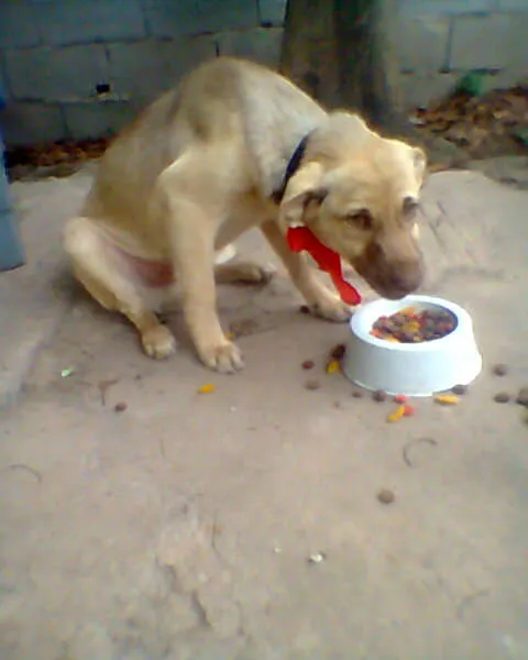 Cachorro ra a SRD idade 2 a 6 meses nome Bingo!