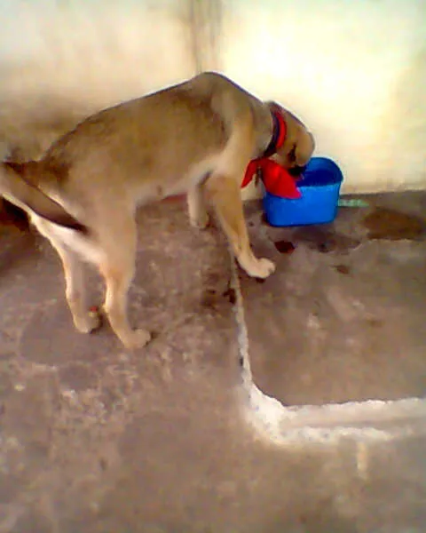 Cachorro ra a SRD idade 2 a 6 meses nome Bingo!