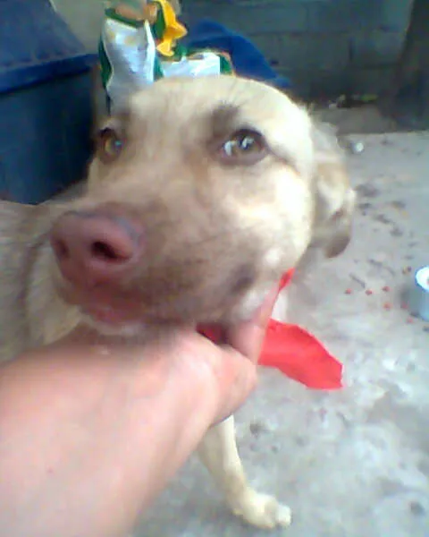 Cachorro ra a SRD idade 2 a 6 meses nome Bingo!