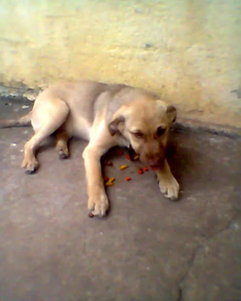 Cachorro ra a SRD idade 2 a 6 meses nome Bingo!