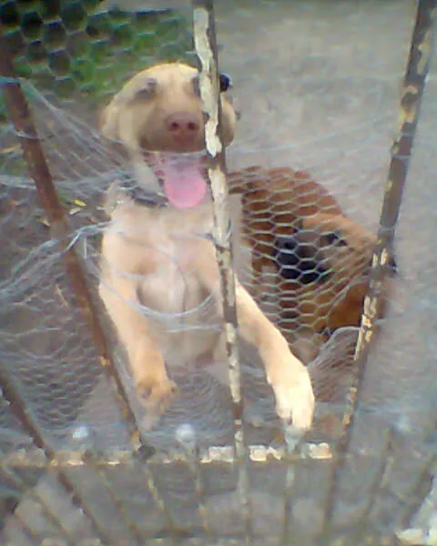 Cachorro ra a SRD idade 2 a 6 meses nome Bingo!