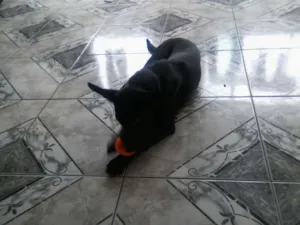 Cachorro raça  idade 2 a 6 meses nome Laila
