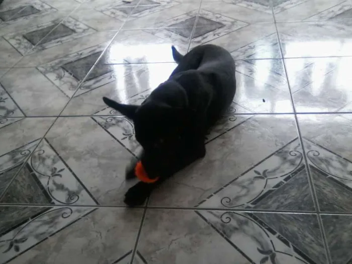 Cachorro ra a  idade 2 a 6 meses nome Laila