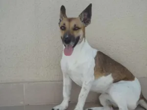 Cachorro raça SRD idade 3 anos nome Lara