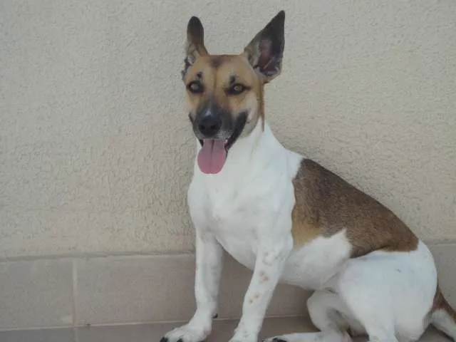 Cachorro ra a SRD idade 3 anos nome Lara