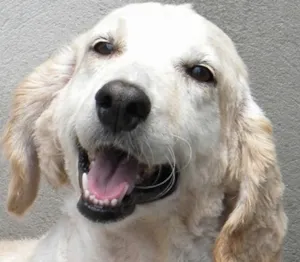 Cachorro raça SRD idade 6 ou mais anos nome DOLLY