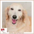 DOLLY