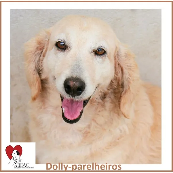 Cachorro ra a SRD idade 6 ou mais anos nome DOLLY