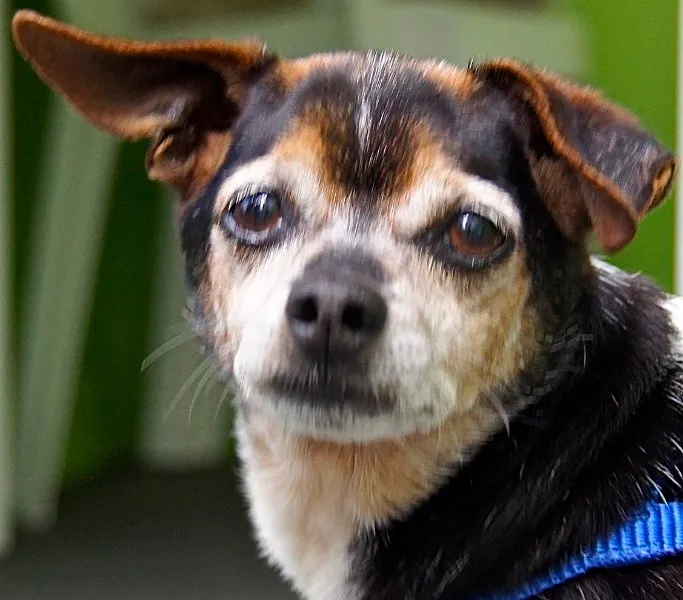 Cachorro ra a FOX PAULISTINHA idade 6 ou mais anos nome BOB FOX