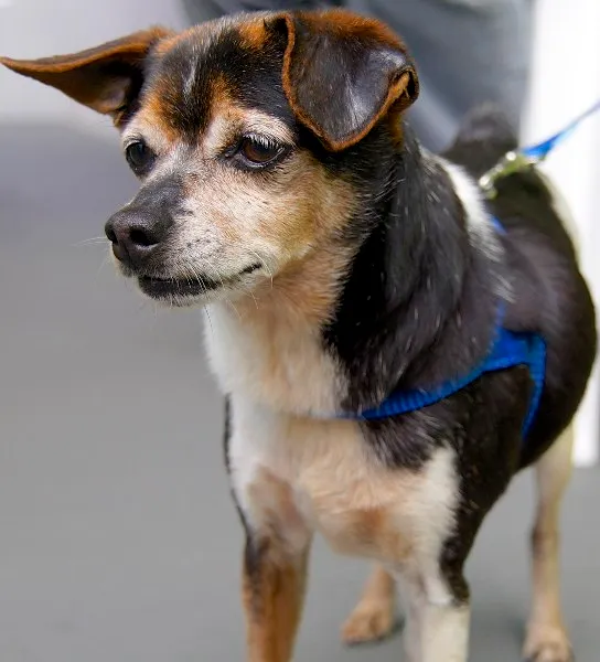 Cachorro ra a FOX PAULISTINHA idade 6 ou mais anos nome BOB FOX